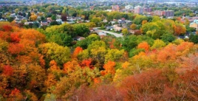 Nuova Era Vegetazion...