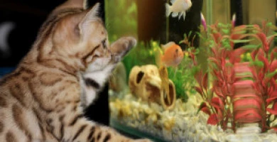 Acquario In Casa Com...