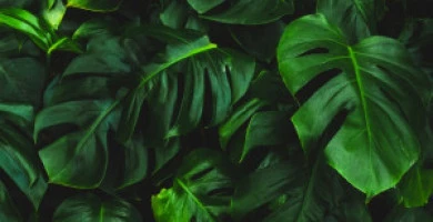 Piante Da Appartamen...