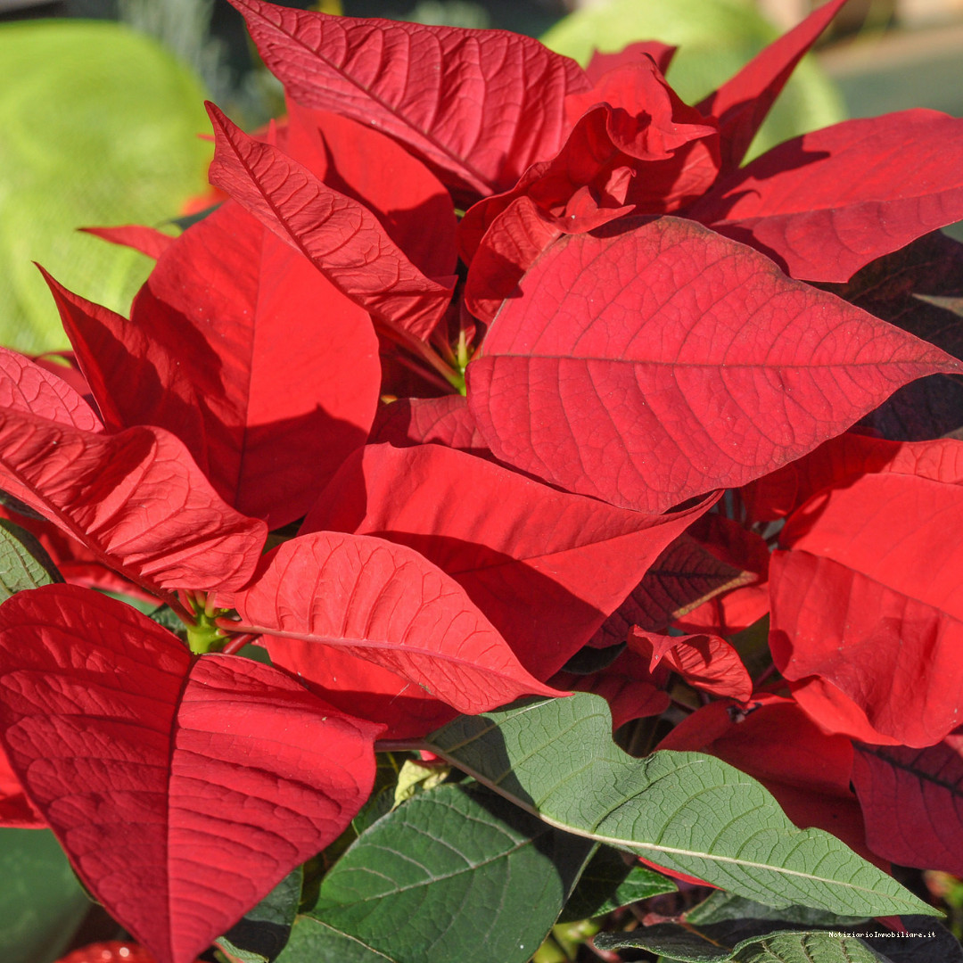 stella di natale rossa come decorazione natalizia