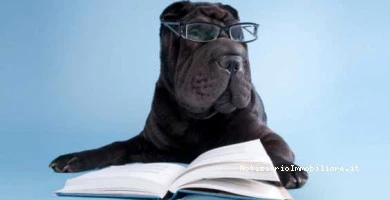 Animali Domestici Al...