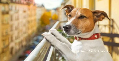 Cane Che Abbaia In C...