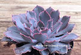 piante da appartamento Echeveria 'Pink Frills'