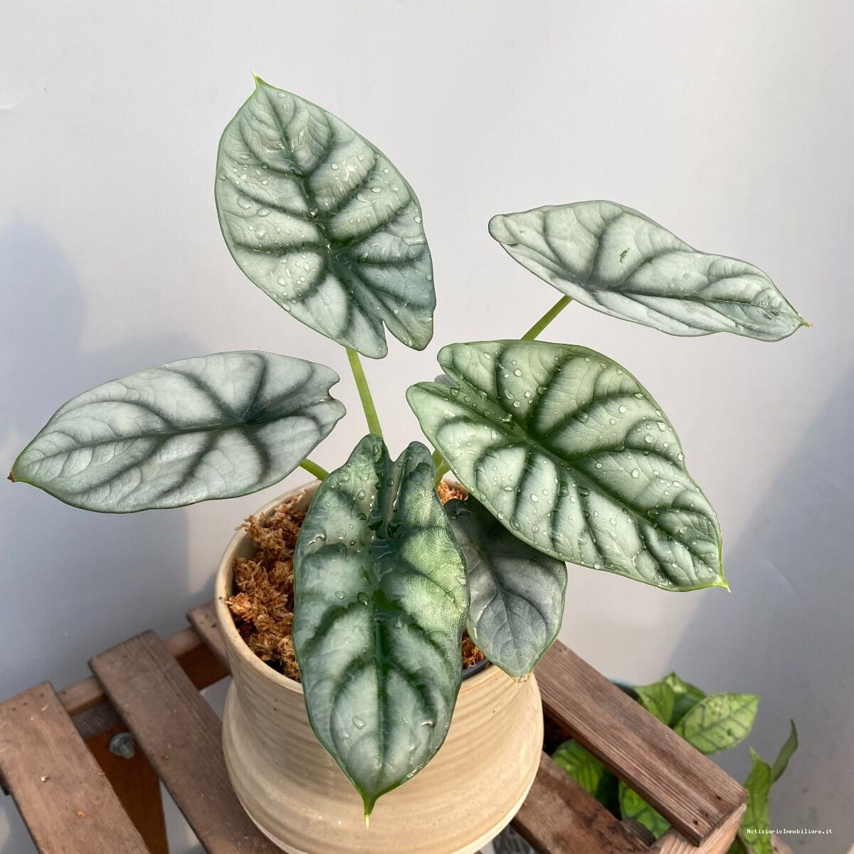 piante da appartamento Alocasia Silver Dragon