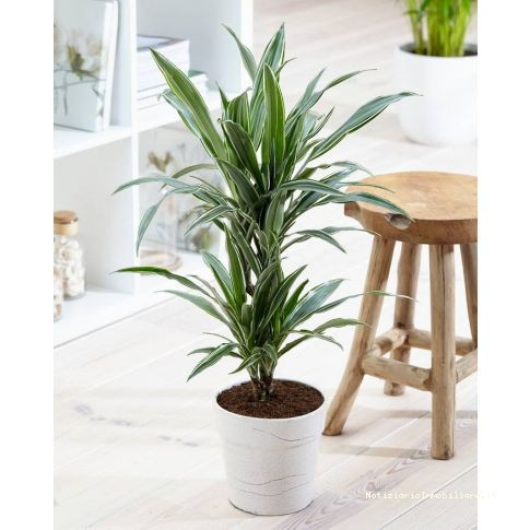 piante da appartamento dracacena