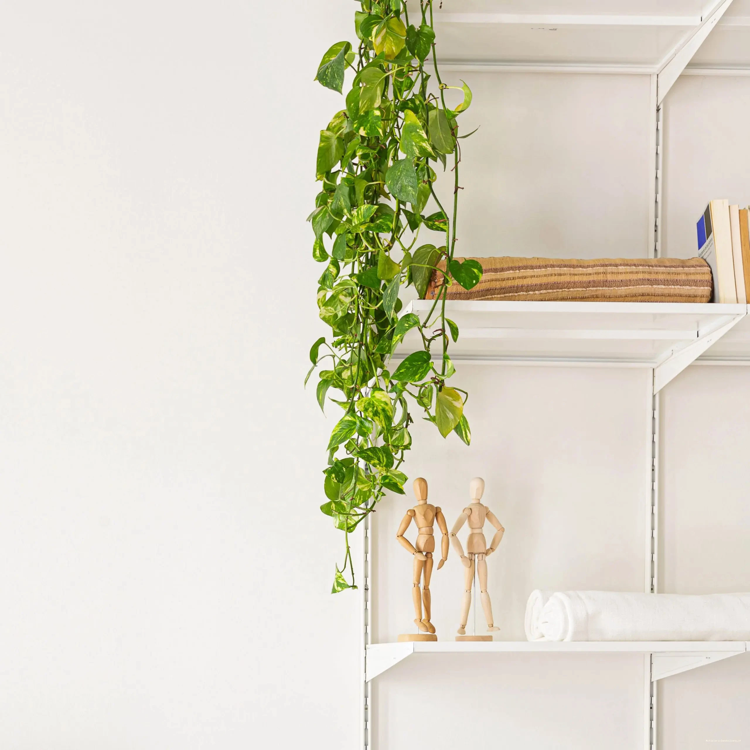 piante da appartamento pothos