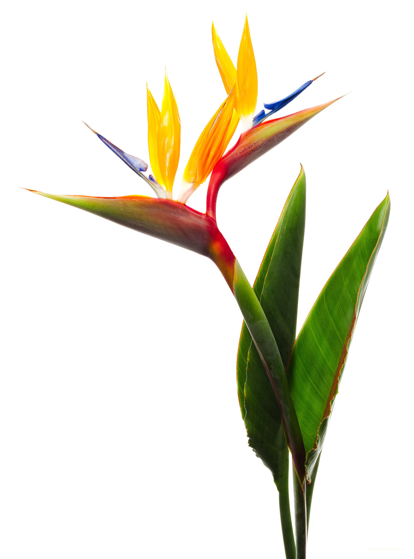 piante da appartamento Strelitzia Banks