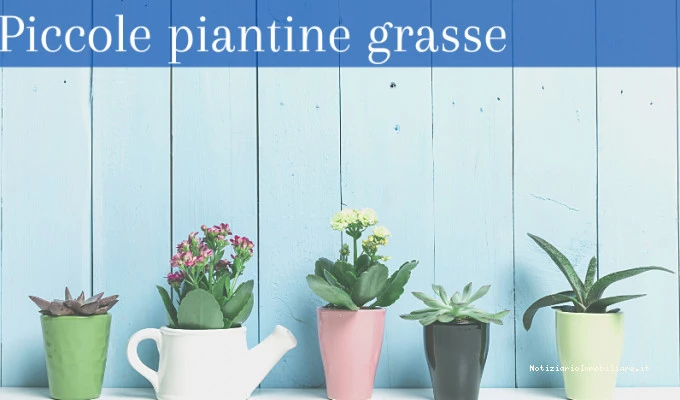Piantine Grasse Picc...