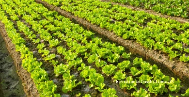 Proposta Di Acquisto...