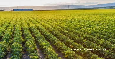 Terreni All'asta Ann...