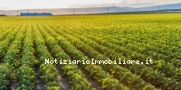 Terreni All'asta Ann...