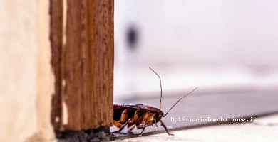 Eliminare Le Blatte ...