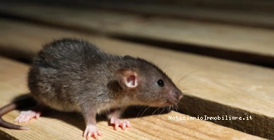 Derattizzazione Obbl...