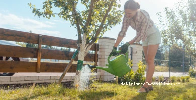 Altezza Massima Albe...