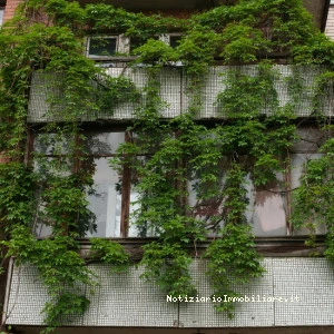 Siepe Sul Balcone In...